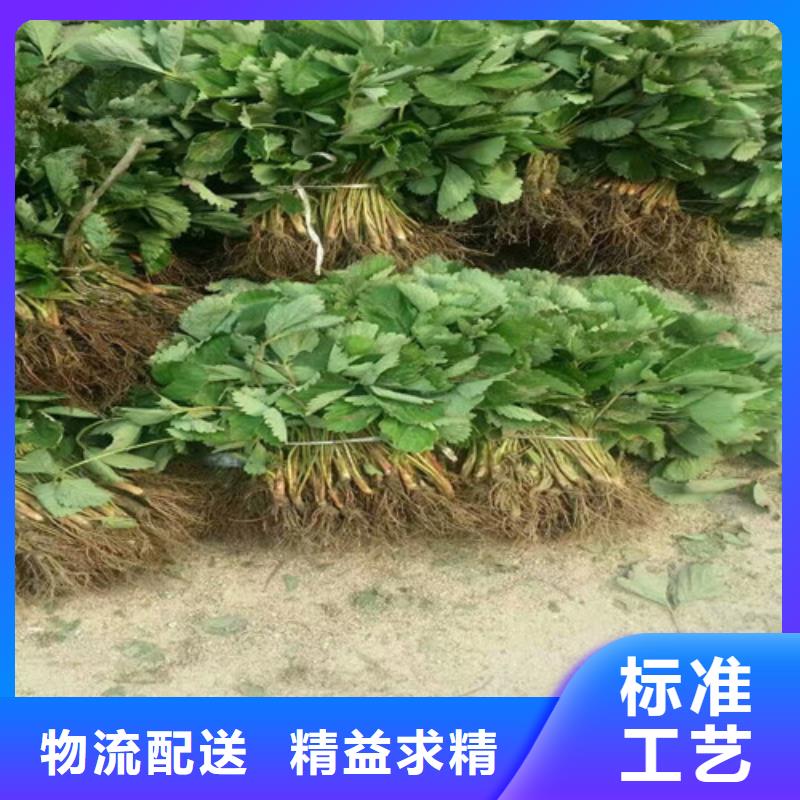 哪里出售妙香草莓苗，妙香草莓苗便宜价格