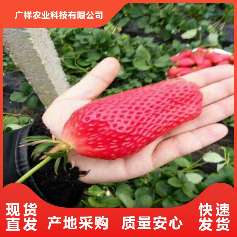 香蕉草莓苗2025已更新(今日/)