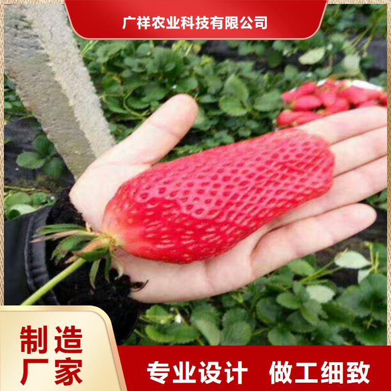 草莓苗吉塞拉6号砧木工厂批发