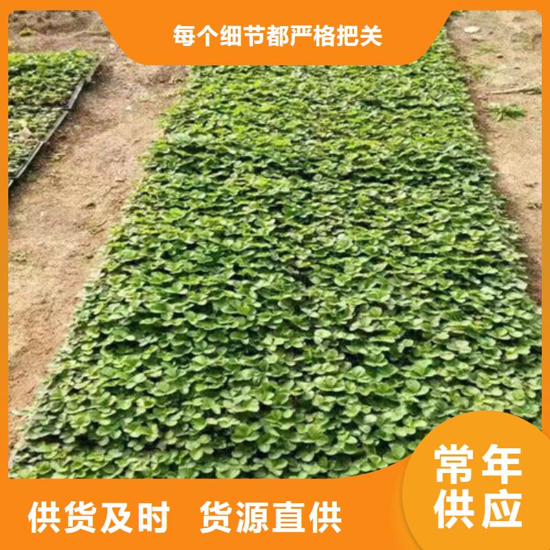 草莓苗-黄宝石梨树苗高性价比