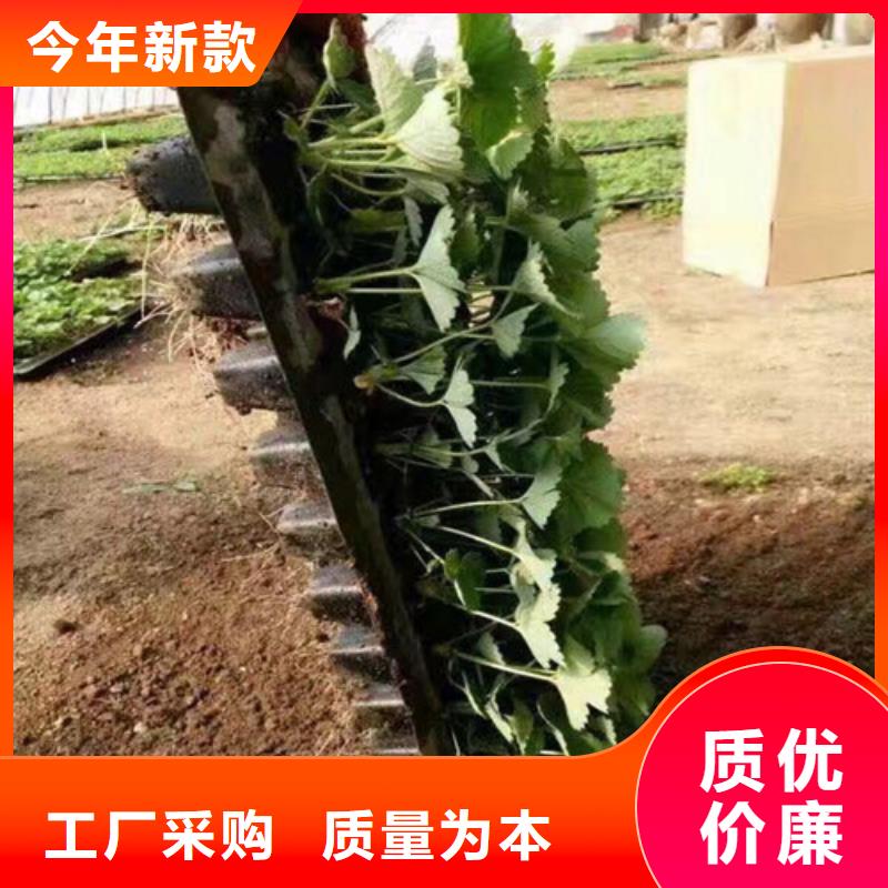 草莓苗香椿树苗快速生产