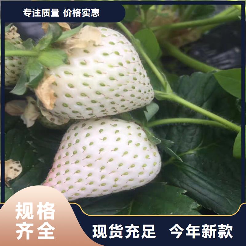 草莓苗-【花椒树苗】不只是质量好-服务范围包括平昌|通江|广安|绵阳|德阳|凉山|乐山|阿坝等