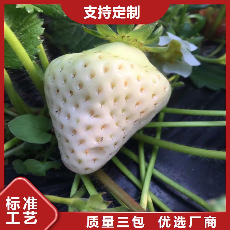 供应红颜草莓苗，红颜草莓苗2025已更新(今天/动态)