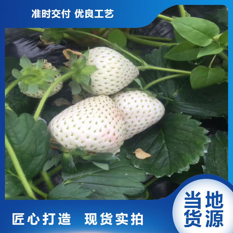 草莓苗吉塞拉6号砧木细节展示