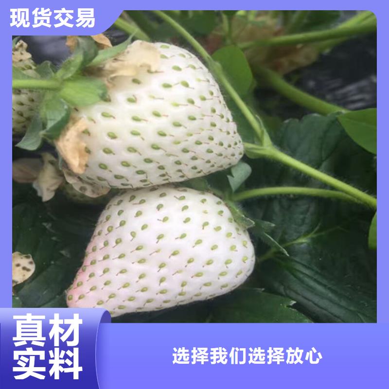 草莓苗梨树苗源头采购