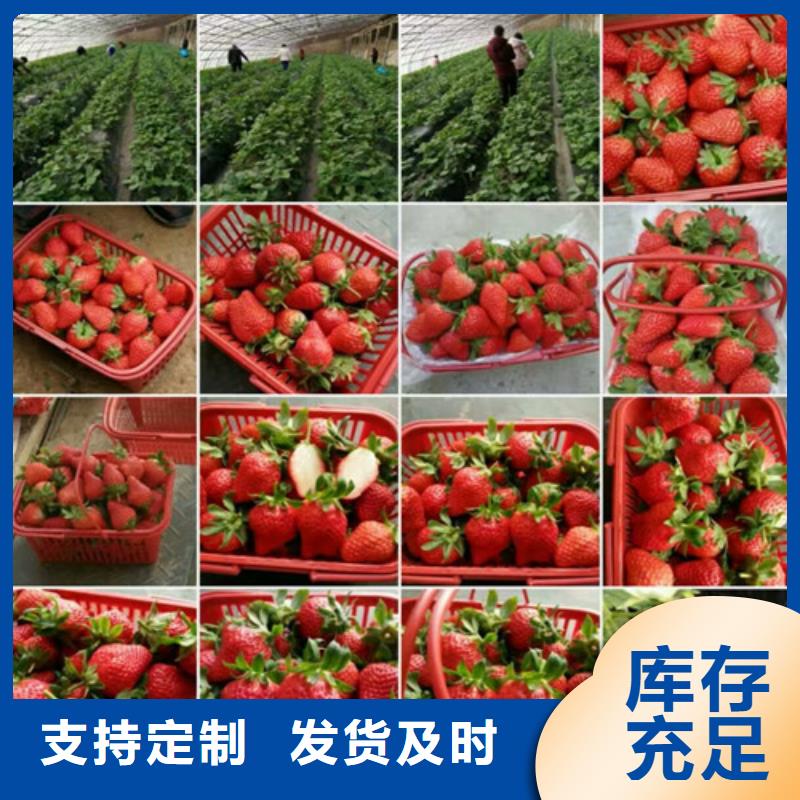 草莓苗-【花椒树苗】不只是质量好-服务范围包括平昌|通江|广安|绵阳|德阳|凉山|乐山|阿坝等