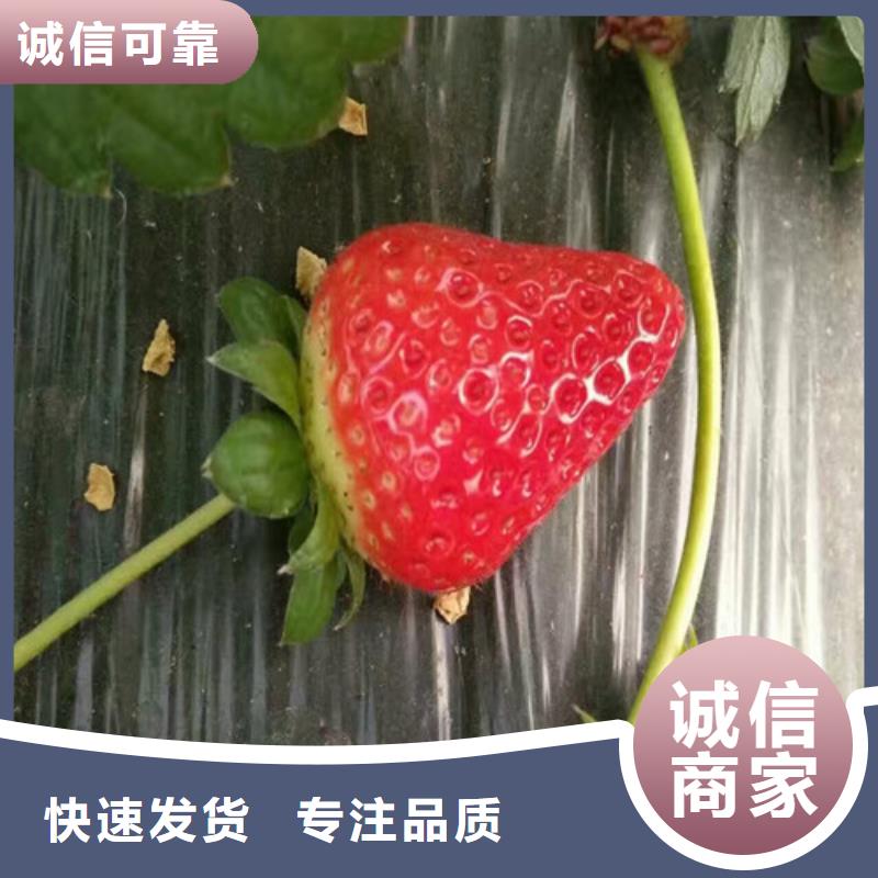 草莓苗_梨树苗追求细节品质