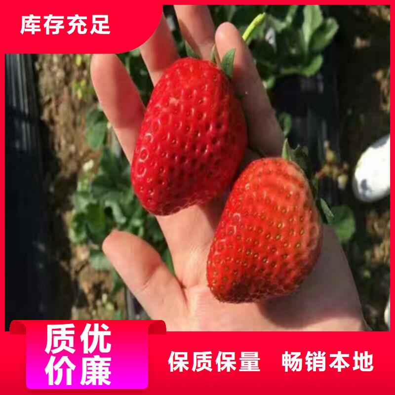 宁波买草莓苗苹果苗现货销售