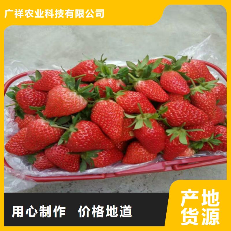 草莓苗毛蟠桃树苗定制批发