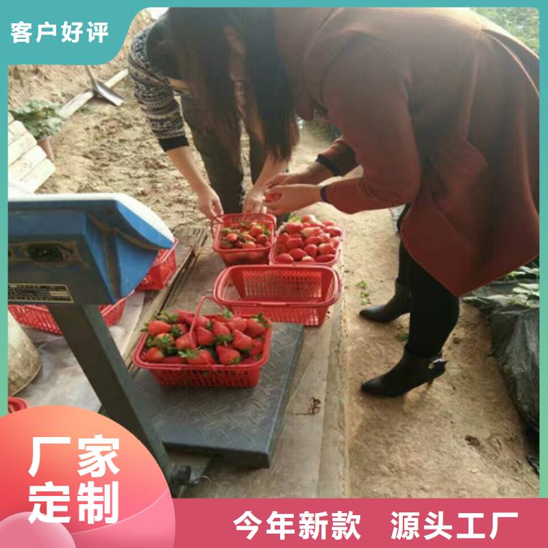 桃熏草莓苗本地正规大厂