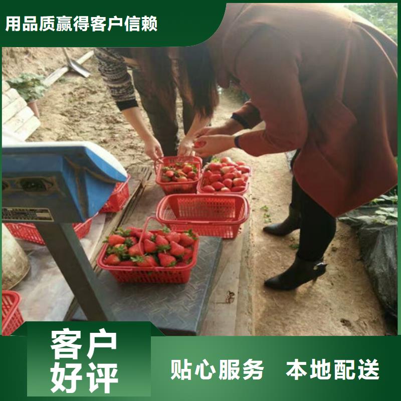 草莓苗樱桃苗厂家采购