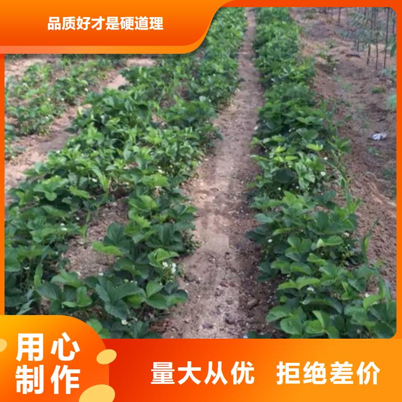 草莓苗 甜柿子树苗产品细节