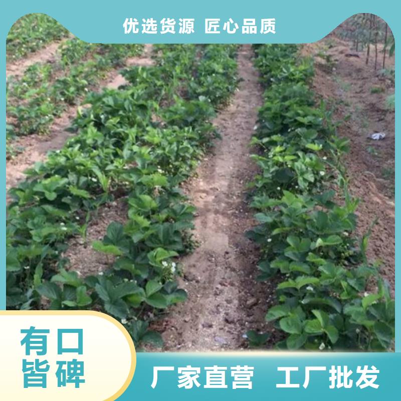 草莓苗_苹果苗价格公道合理