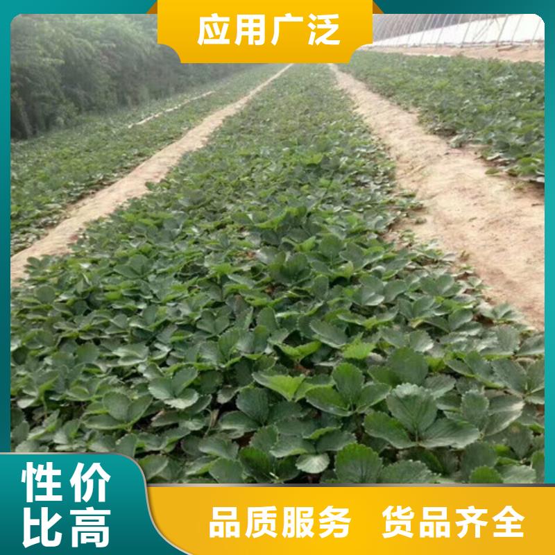 【草莓苗果树苗批发基地自产自销】