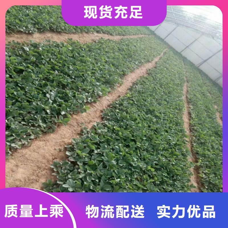 草莓苗梨树苗诚信商家