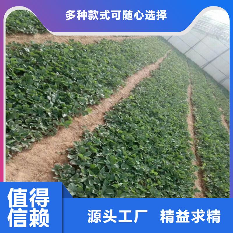 宁波买草莓苗苹果苗现货销售