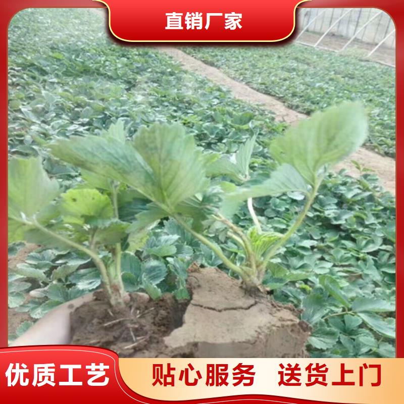 草莓苗-梨树苗基地现货交易