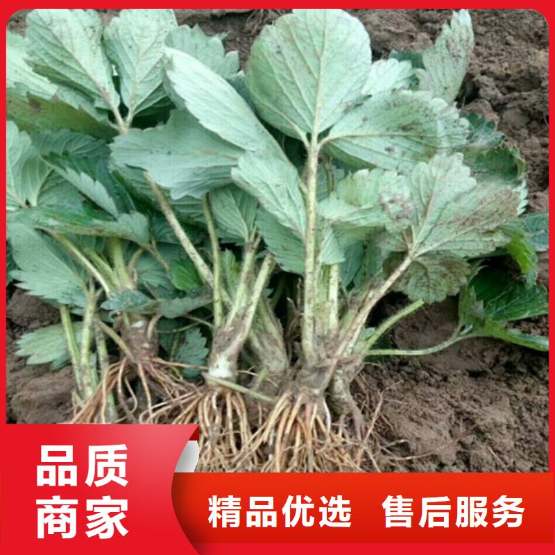 草莓苗_苹果苗价格公道合理