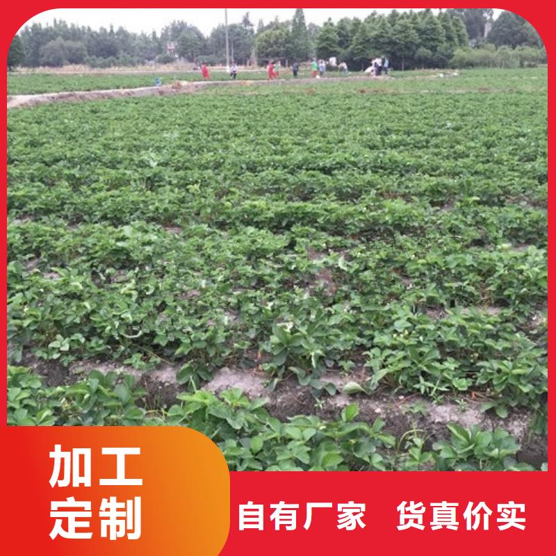草莓苗樱桃苗价格实在