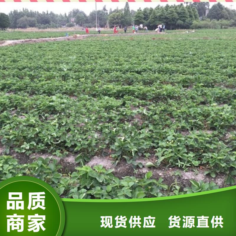 草莓苗_苹果苗价格公道合理
