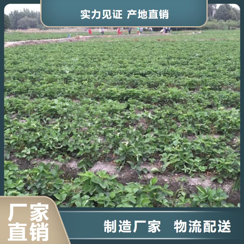 草莓苗_苹果苗质量不佳尽管来找我
