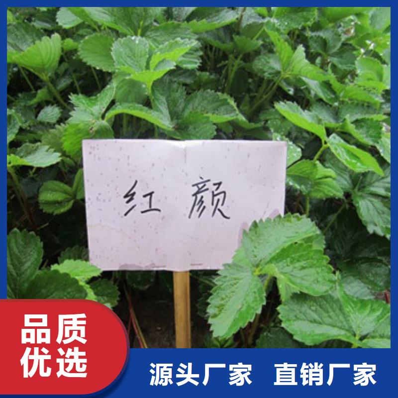 草莓苗红富士苹果树苗产地厂家直销