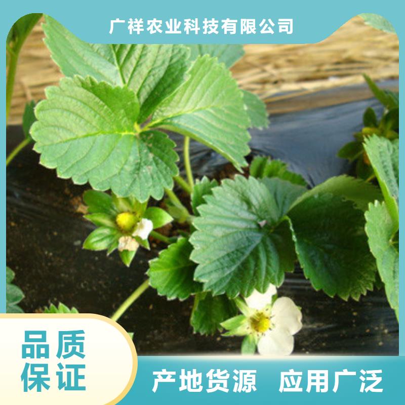 【草莓苗果树苗批发基地自产自销】