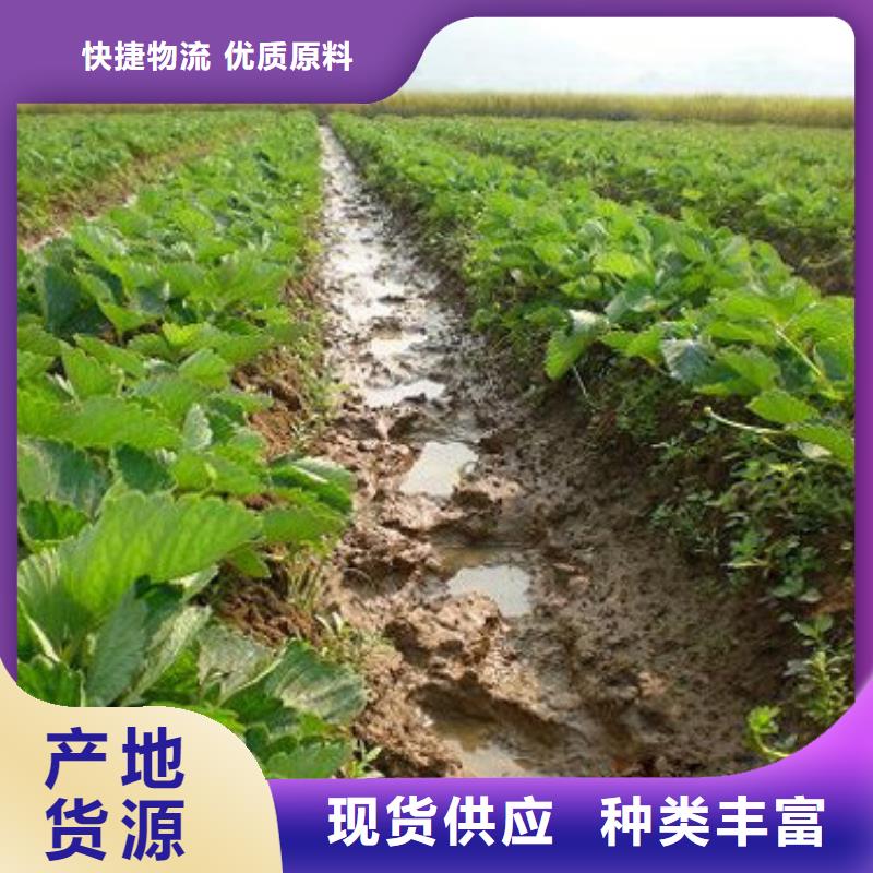 草莓苗 大棚草莓苗实力雄厚品质保障