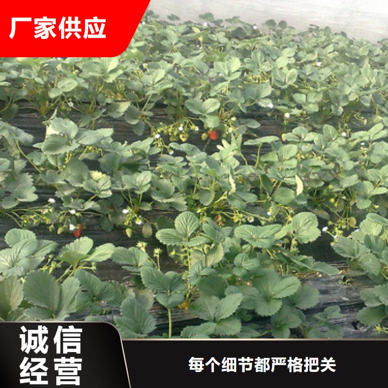 匠心工艺 草莓苗-【花椒树苗】不只是质量好-(云商赢企)