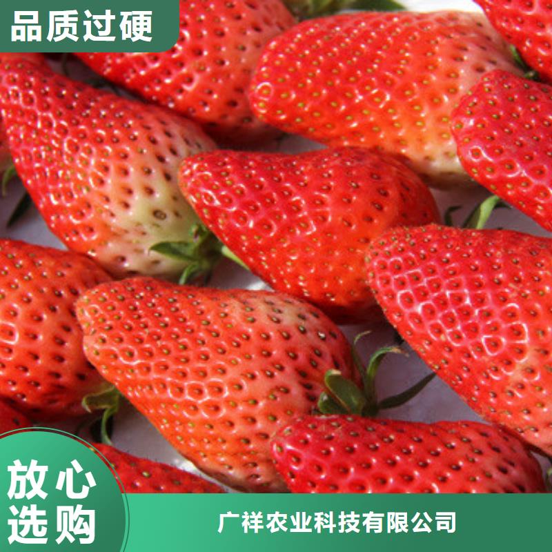 草莓苗樱桃苗敢与同行比服务