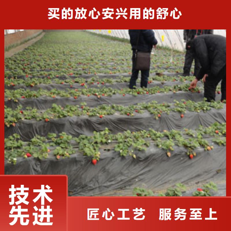 草莓苗香椿树苗多年经验值得信赖
