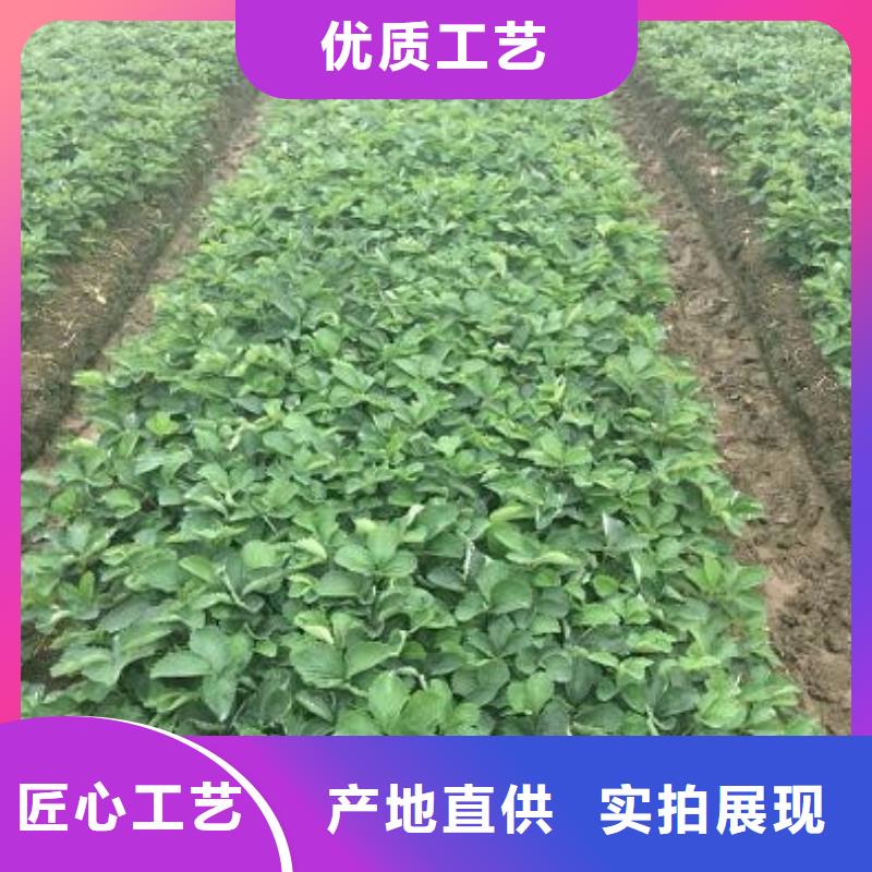 香蕉草莓苗2025已更新(今日/)