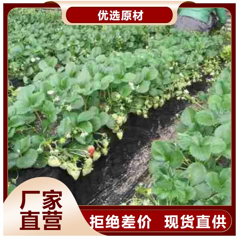 草莓苗香椿树苗快速生产