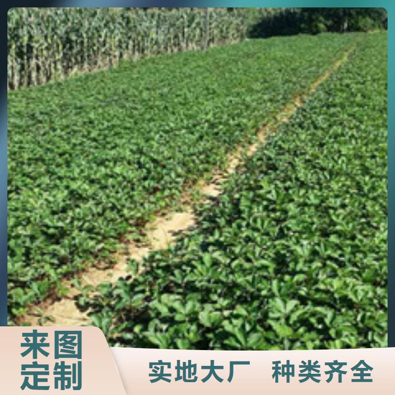 草莓苗,红富士苹果树苗应用范围广泛