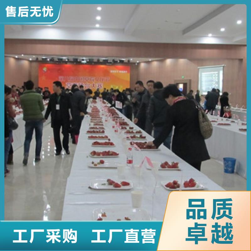 草莓苗吉塞拉6号砧木细节展示