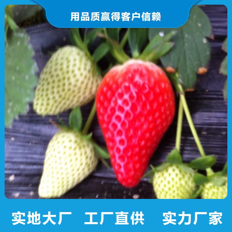 草莓苗-梨树苗基地现货交易