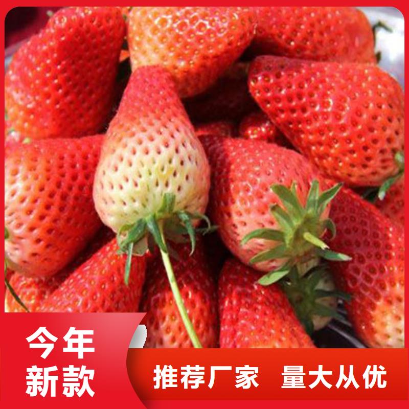 妙香草莓苗厂家供应