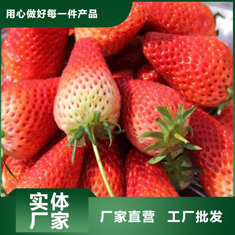 草莓苗【桃树苗基地】从源头保证品质
