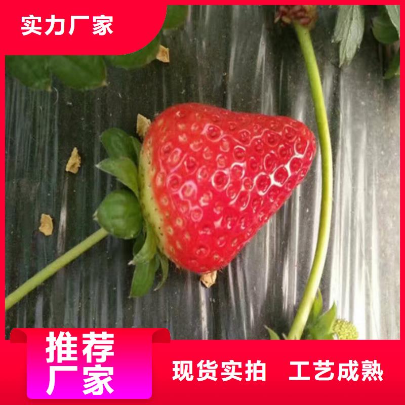 【草莓苗-苹果苗本地配送】