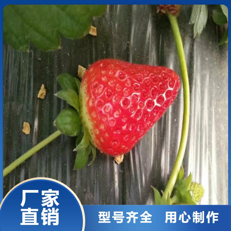 香野草莓苗-信守承诺
