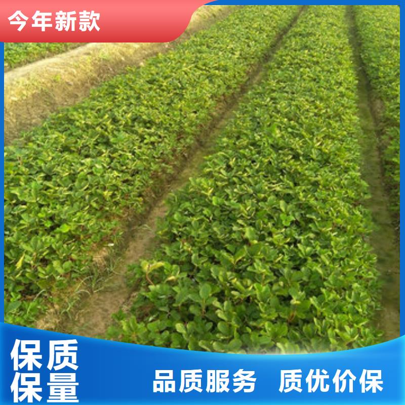 妙香草莓苗2024年报价