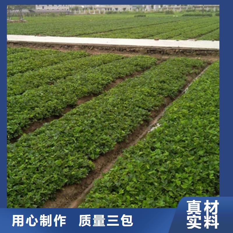 甜宝草莓苗种植条件