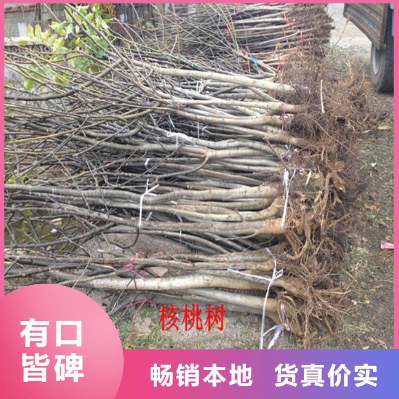 核桃苗红肉西梅厂家技术完善