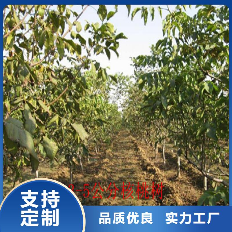 核桃苗樱桃苗基地规格型号全