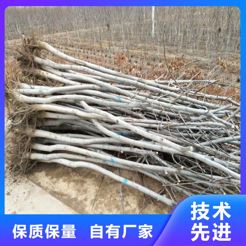 核桃苗红颜草莓现货销售