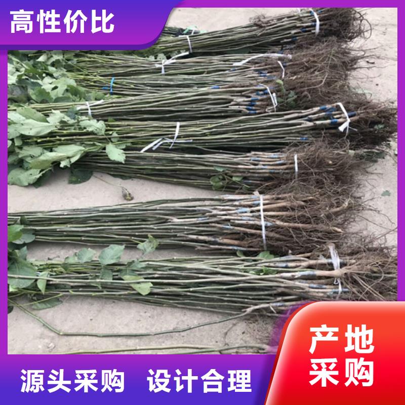 核桃苗无花果树苗一站式采购方便省心