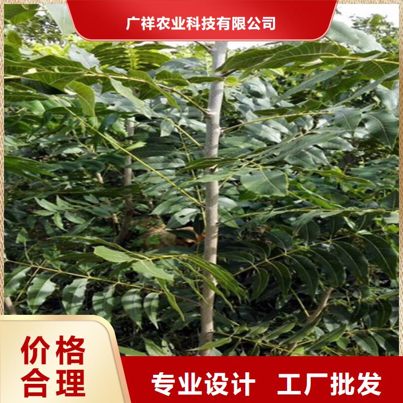 核桃苗樱桃苗基地规格型号全