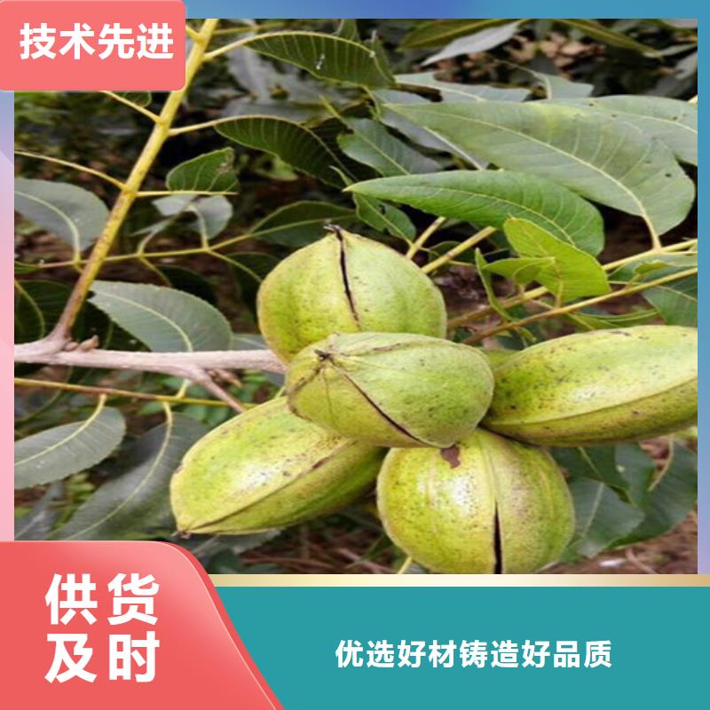 核桃苗果树苗源头厂家直销