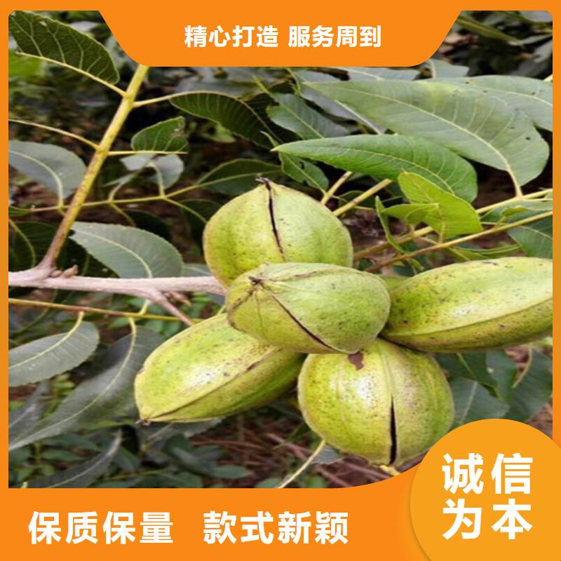 核桃苗蓝宝石葡萄苗支持拿样