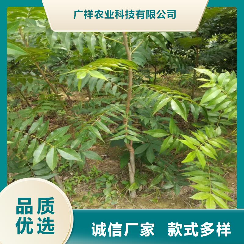 核桃苗黄金苹果树苗畅销本地
